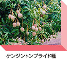 ケンジントンブライド種