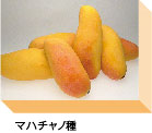 マハチャノ種