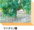 マハチャノ種